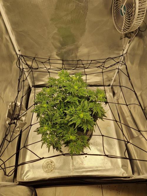 Freaky. Week 9