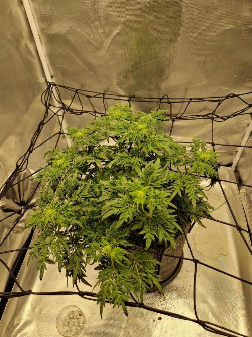 Freaky. Week 9