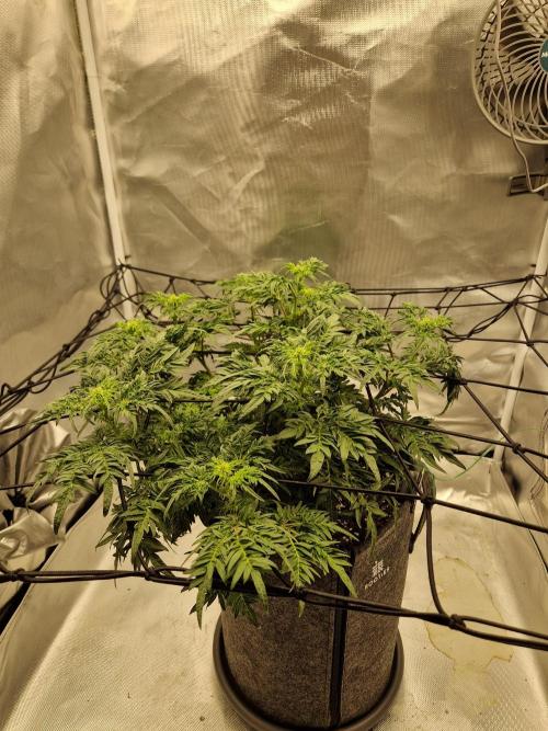 Freaky. Week 9