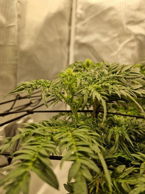 Freaky. Week 9