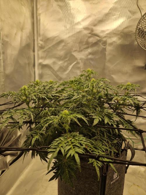 Freaky. Week 9