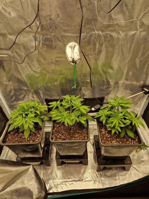 Apples Bananas n Peaches. Week 5
