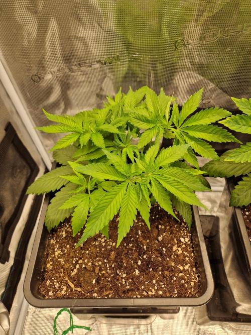 Apples Bananas n Peaches. Week 5