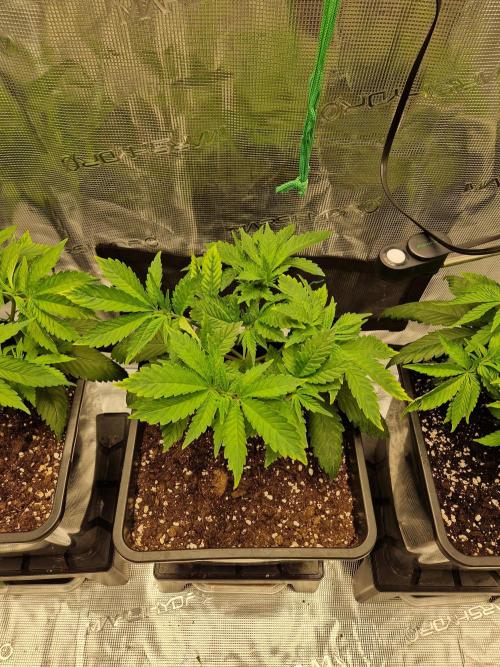 Apples Bananas n Peaches. Week 5