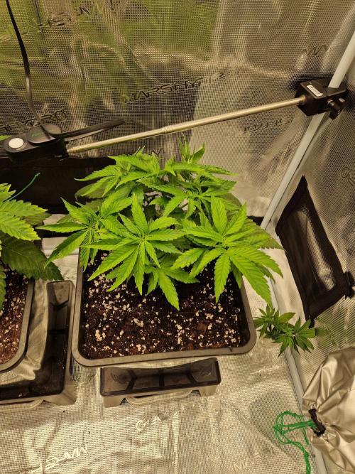 Apples Bananas n Peaches. Week 5