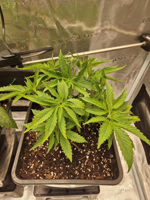 Apples Bananas n Peaches. Week 5