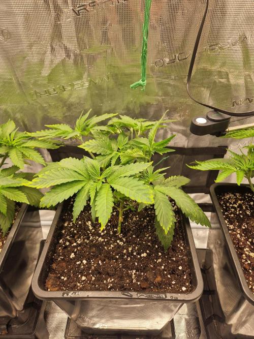 Apples Bananas n Peaches. Week 5