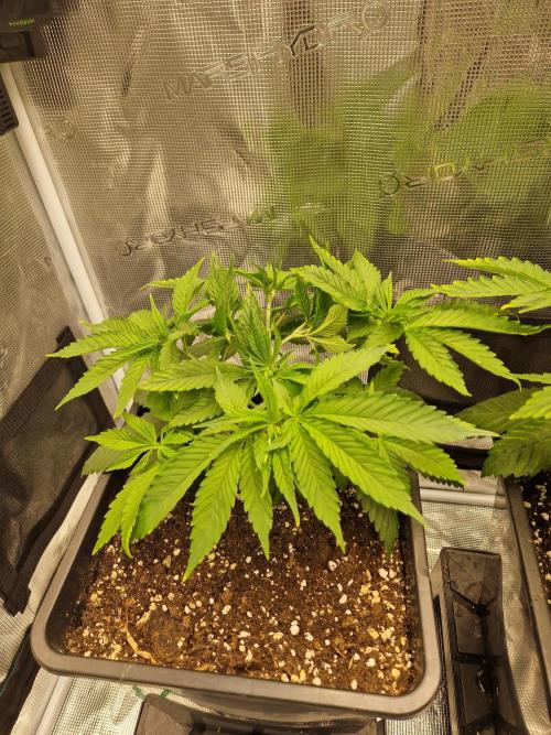 Apples Bananas n Peaches. Week 5