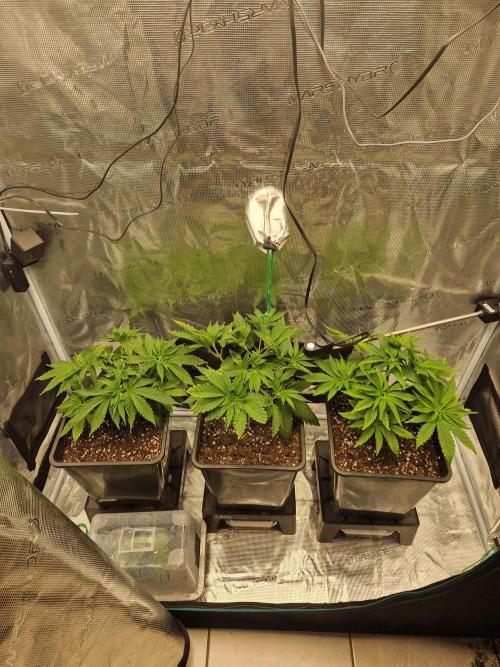 Apples Bananas n Peaches. Week 5