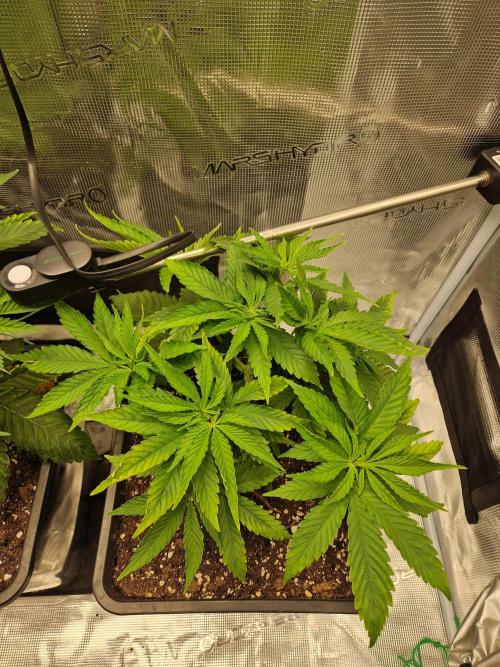 Apples Bananas n Peaches. Week 5