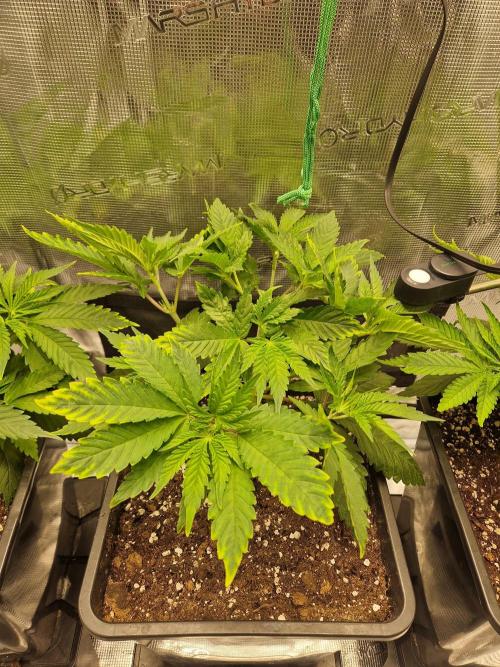 Apples Bananas n Peaches. Week 5