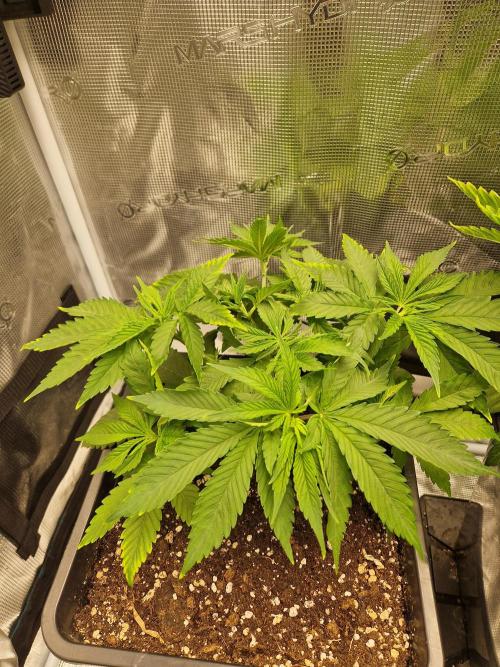 Apples Bananas n Peaches. Week 5
