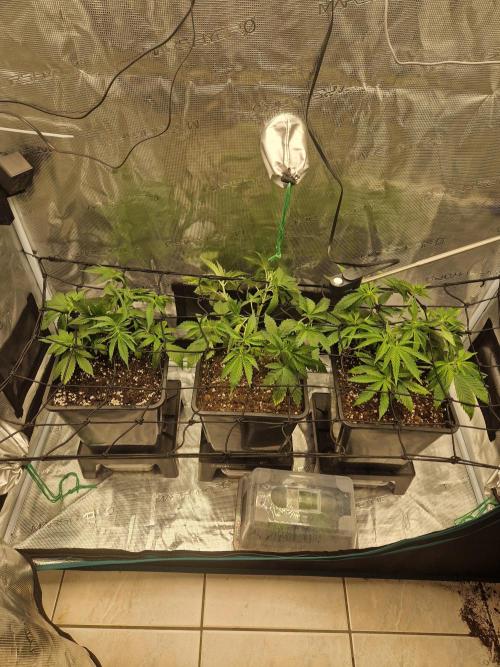 Apples Bananas n Peaches. Week 5