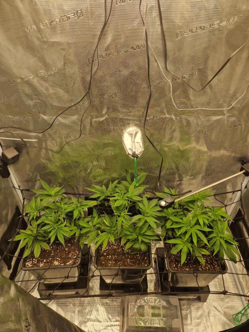 Apples Bananas n Peaches. Week 5