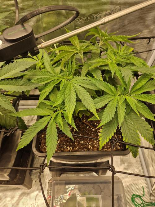 Apples Bananas n Peaches. Week 5