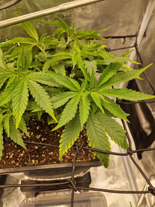 Apples Bananas n Peaches. Week 5