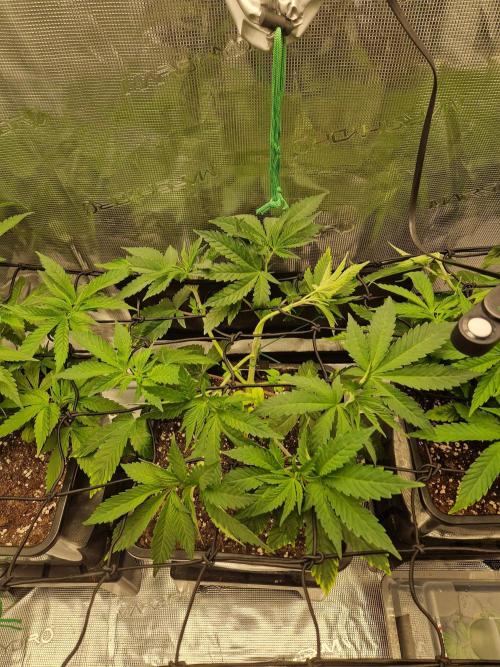 Apples Bananas n Peaches. Week 5