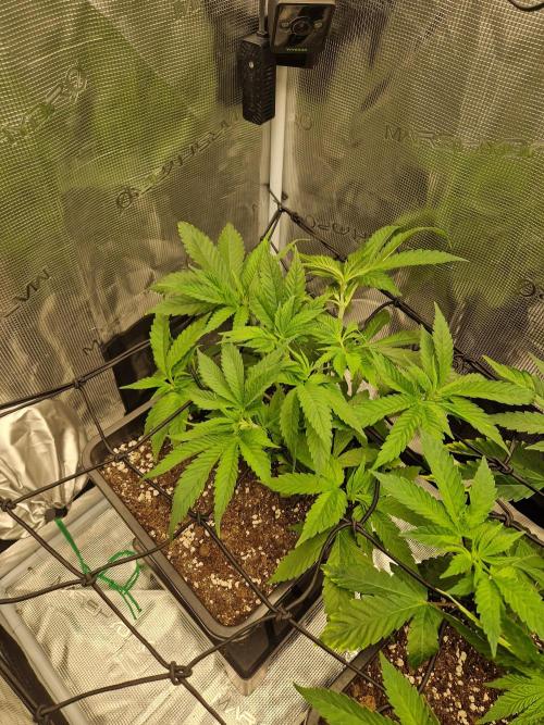 Apples Bananas n Peaches. Week 5