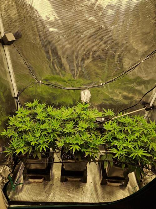 Cap Junky. Week 6