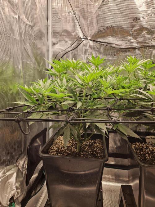 Cap Junky. Week 6