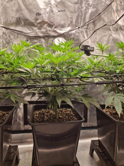Cap Junky. Week 6