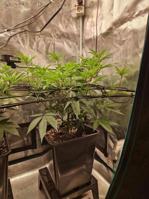 Cap Junky. Week 6