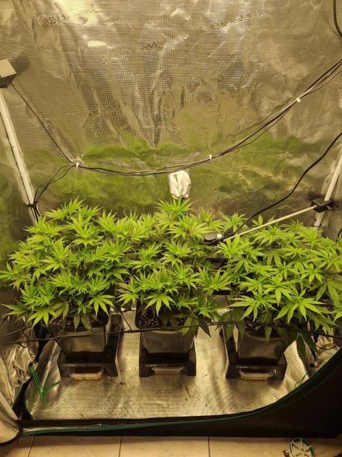 Cap Junky. Week 6