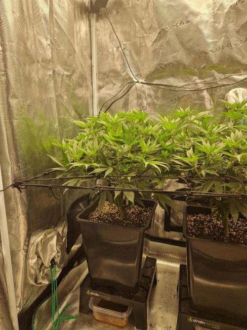 Cap Junky. Week 6