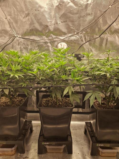 Cap Junky. Week 6