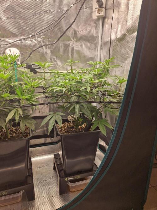 Cap Junky. Week 6