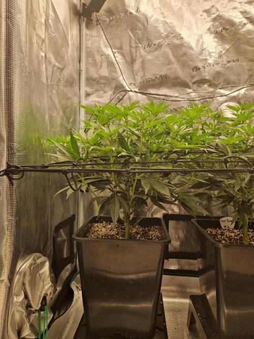 Cap Junky. Week 6