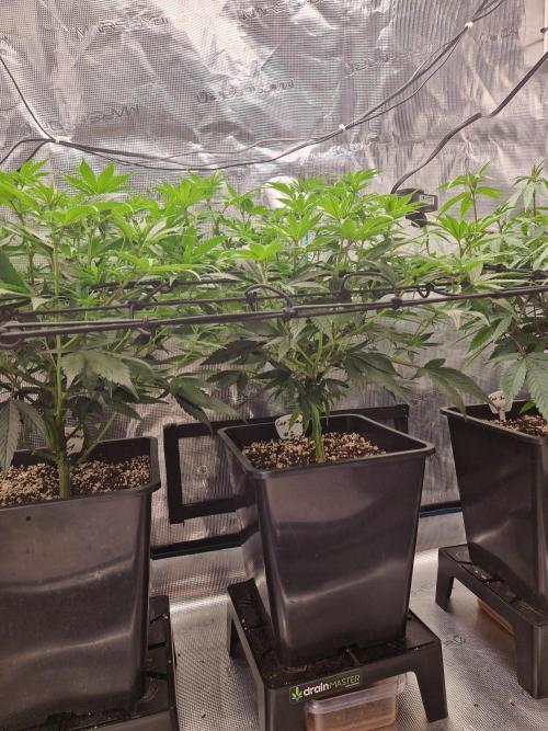 Cap Junky. Week 6