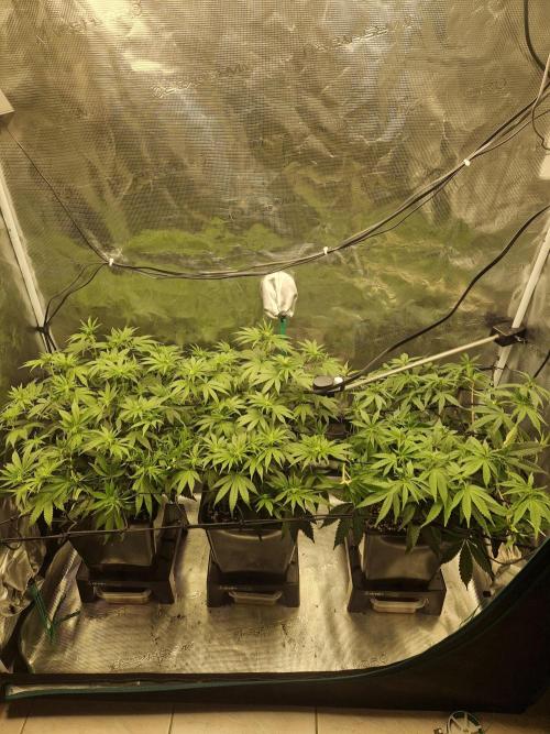 Cap Junky. Week 6