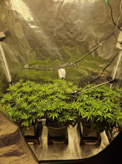 Cap Junky. Week 6