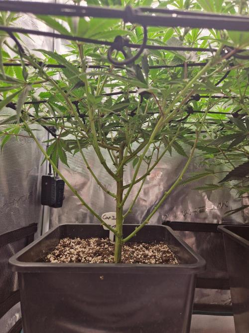 Cap Junky. Week 6