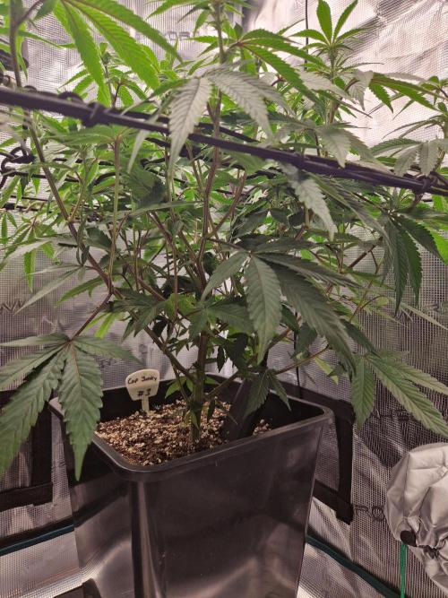 Cap Junky. Week 6