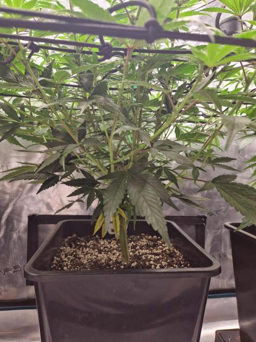 Cap Junky. Week 6