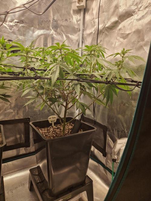 Cap Junky. Week 6