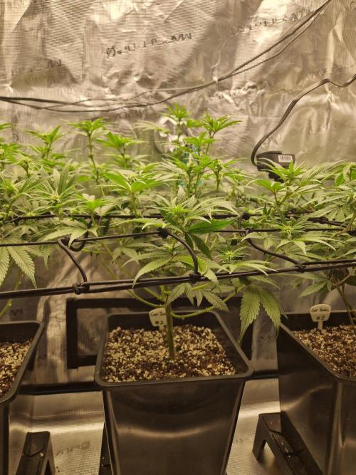 Cap Junky. Week 6