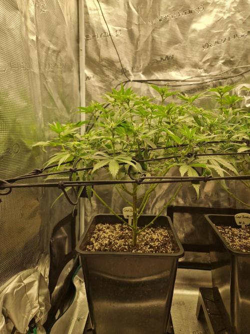 Cap Junky. Week 6