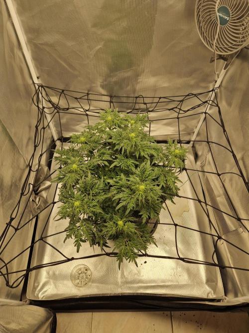 Freaky. Week 10