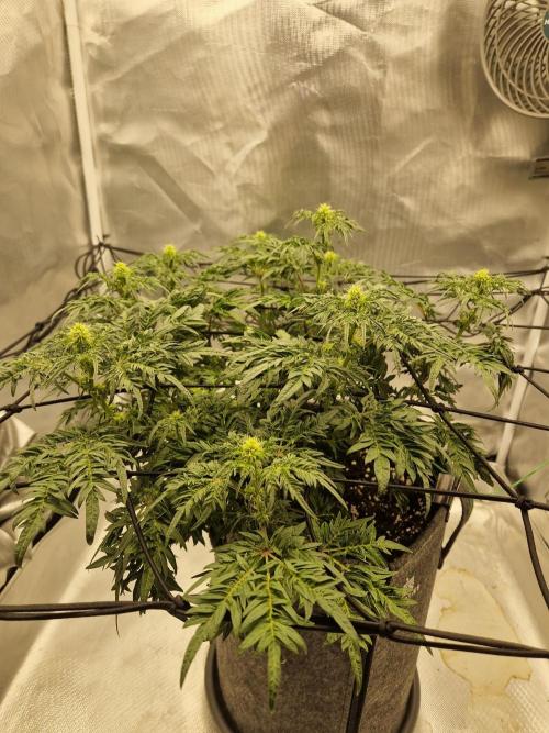 Freaky. Week 10