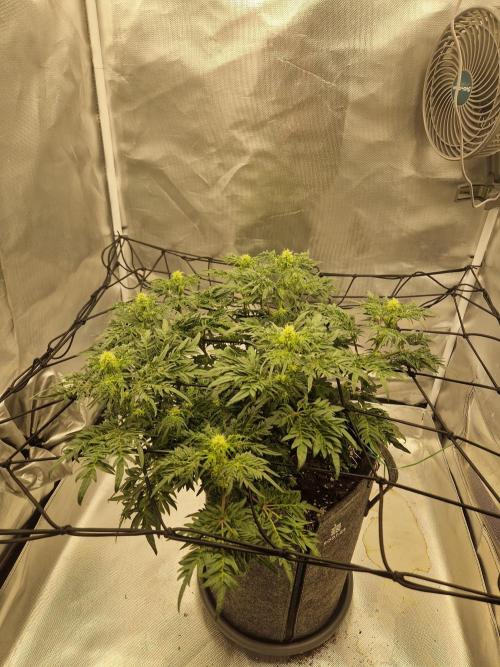 Freaky. Week 10