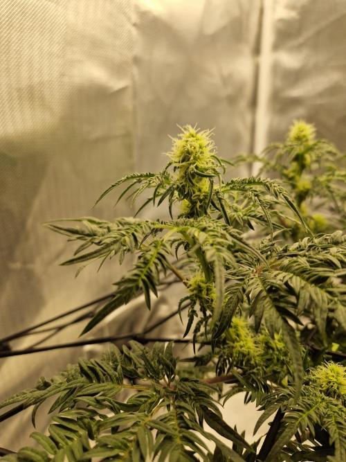 Freaky. Week 10