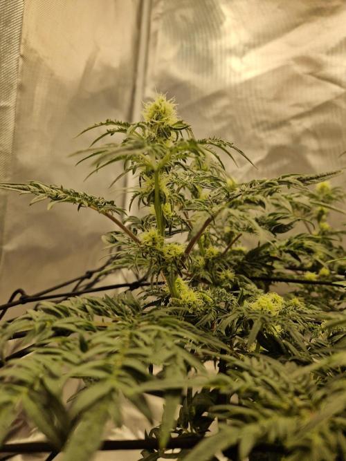 Freaky. Week 10
