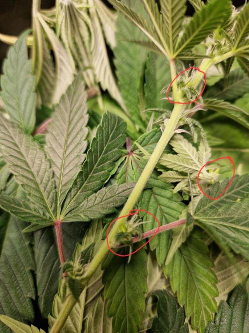Cap Junky. Week 7