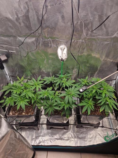 Apples Bananas n Peaches. Week 6
