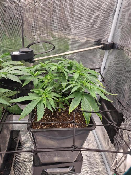 Apples Bananas n Peaches. Week 6
