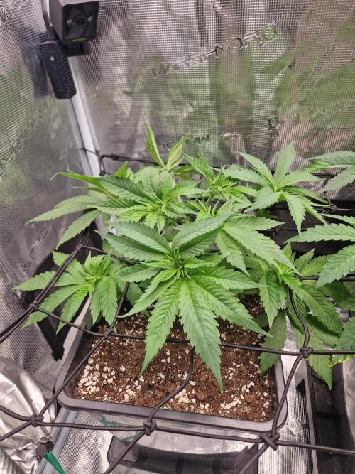 Apples Bananas n Peaches. Week 6