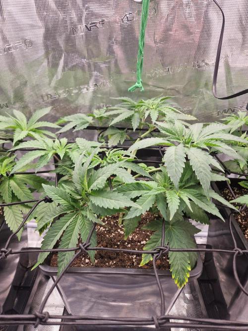 Apples Bananas n Peaches. Week 6